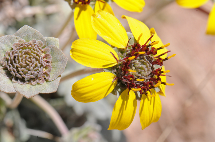 Lyreleaf Greeneyes has beautiful sunflower-flower type blooms having both ray and disk florets. This species blooms from April to October or year round in some areas. Berlandiera lyrata 